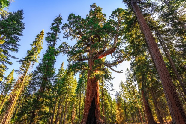 The most famous of the Yosemite giant sequoias, the Grizzly Giant is the second largest tree in the park and a whopping 208-feet tall!