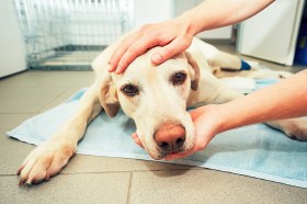 A dog is examined by a person